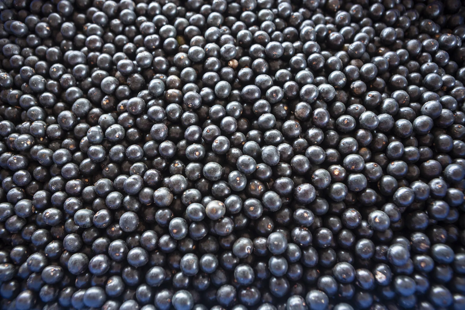 Frutos de açaí roxos e maduros amontoados logo após a colheita no Pará.