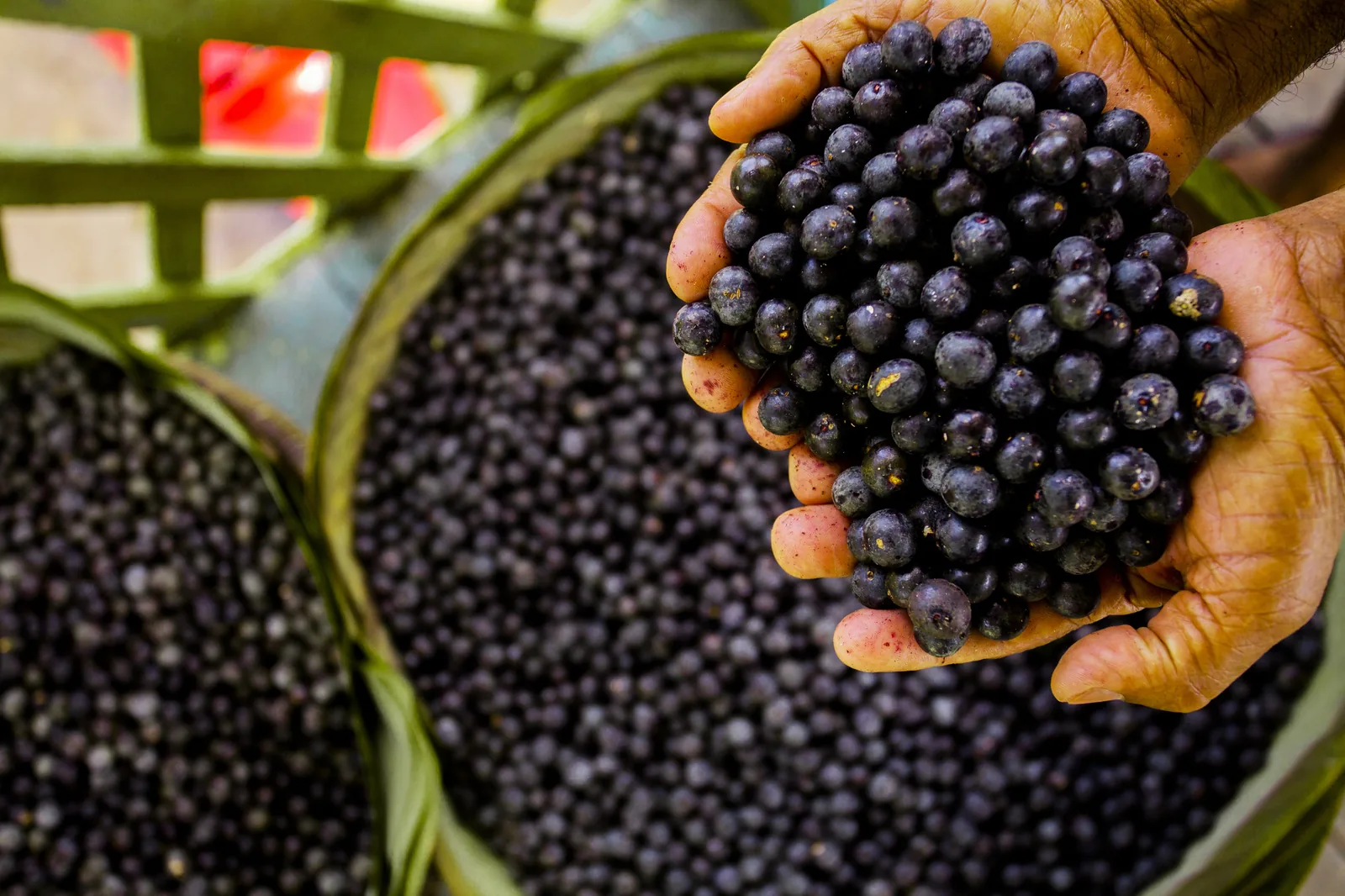 Mãos segurando frutos de açaí