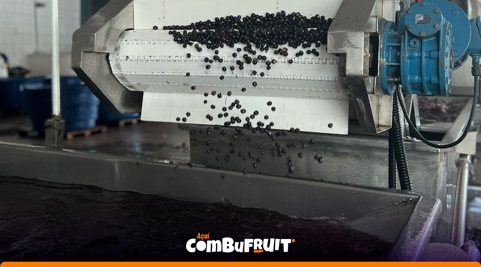 Frutos de açaí saindo de máquina de grãos