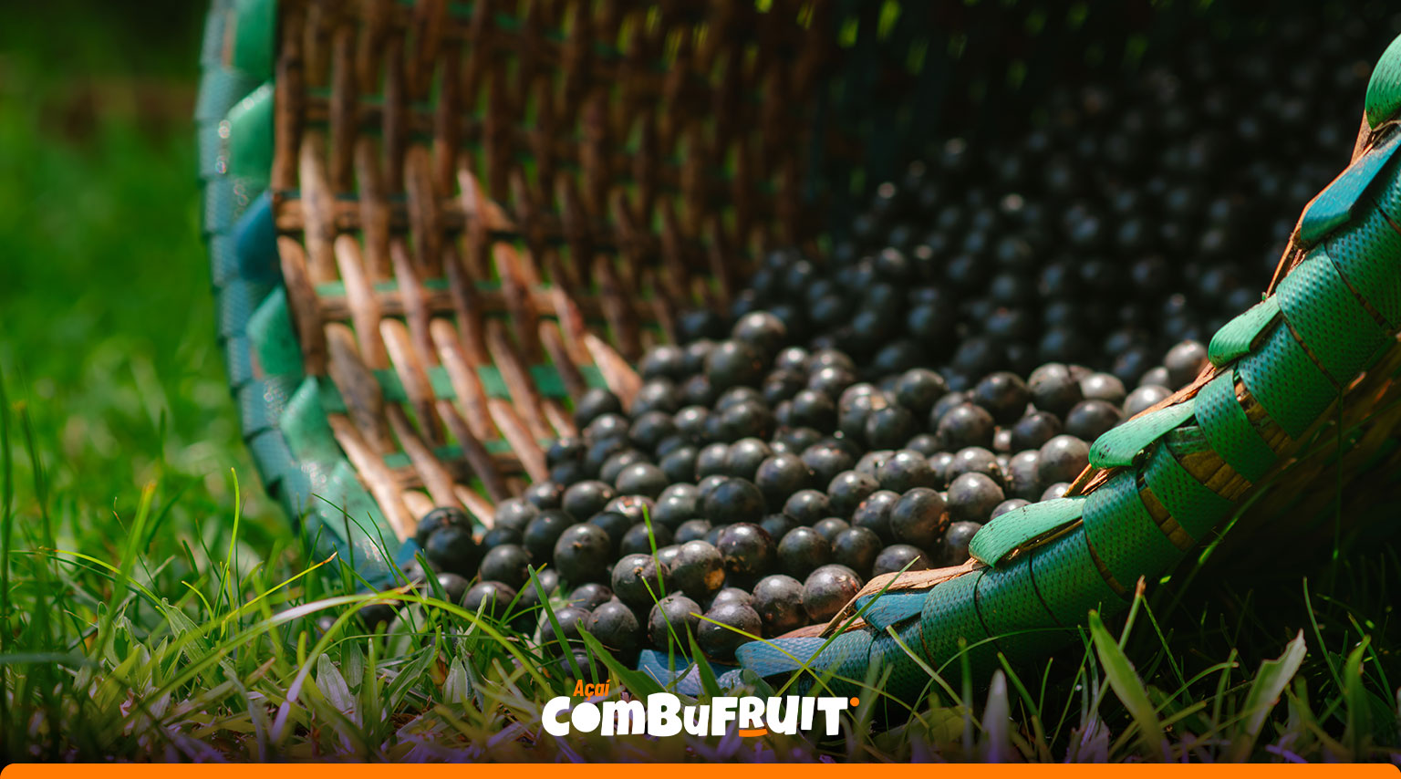 Frutos de açaí em cesta
