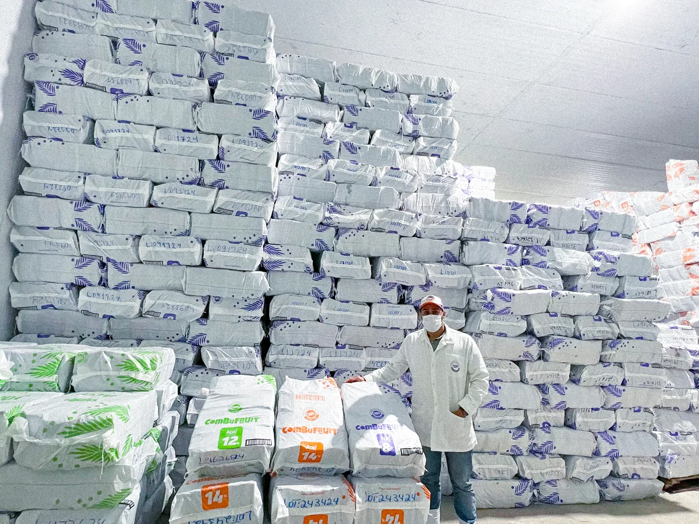 Colaborador da Combu Fruit na câmara fria, entre pilhas de sacos de ráfia com barras de açaí